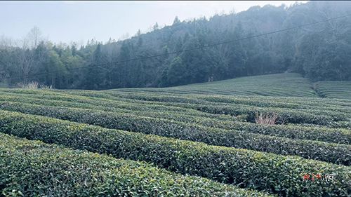 瓷韻茶香里的鄉(xiāng)村振興答卷 黨建引領繪就 茶香新景 圖